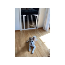 BABY DAN Dogspace Lassie Tlaková branka pro pejsky, 73-80 cm bílá